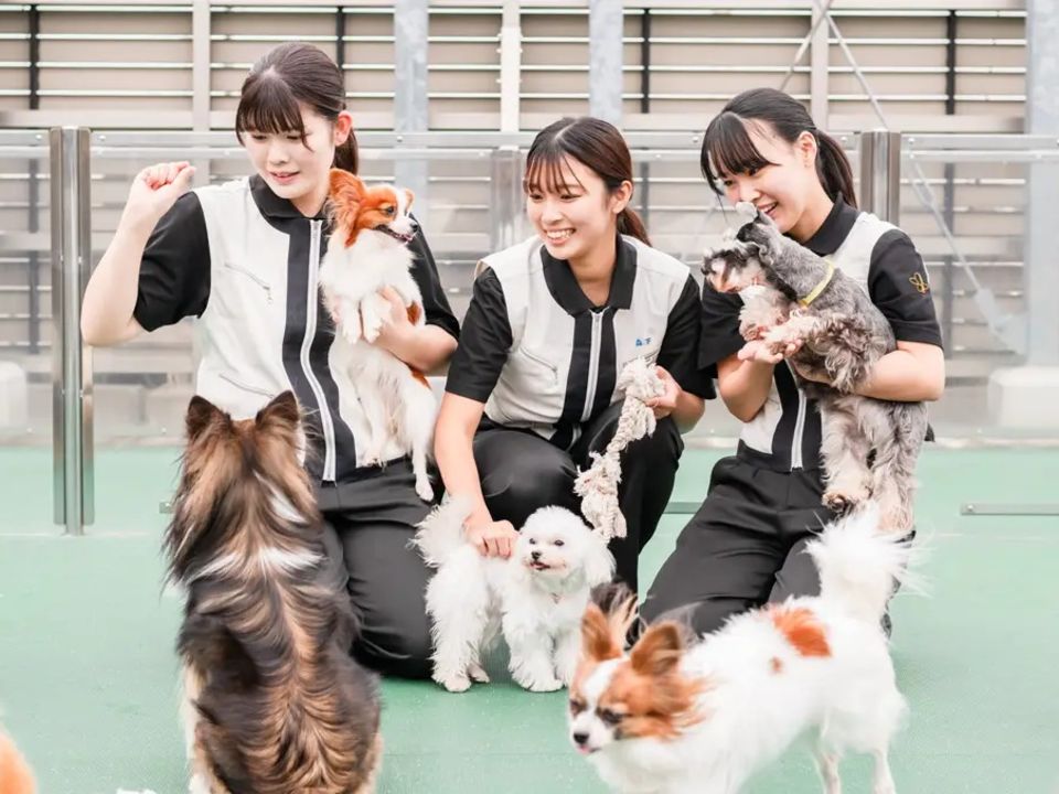 トリマーセット 専門学校 トリミング トリミングサロン起業コース - 神戸動植物環境専門学校