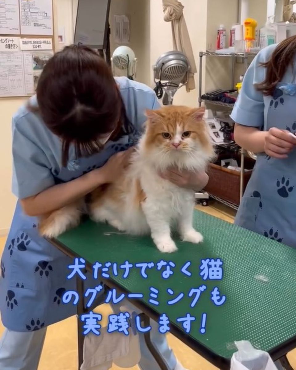 ヤマザキ動物看護専門職短期大学 | キャンパスライフ | ベスト進学ネット