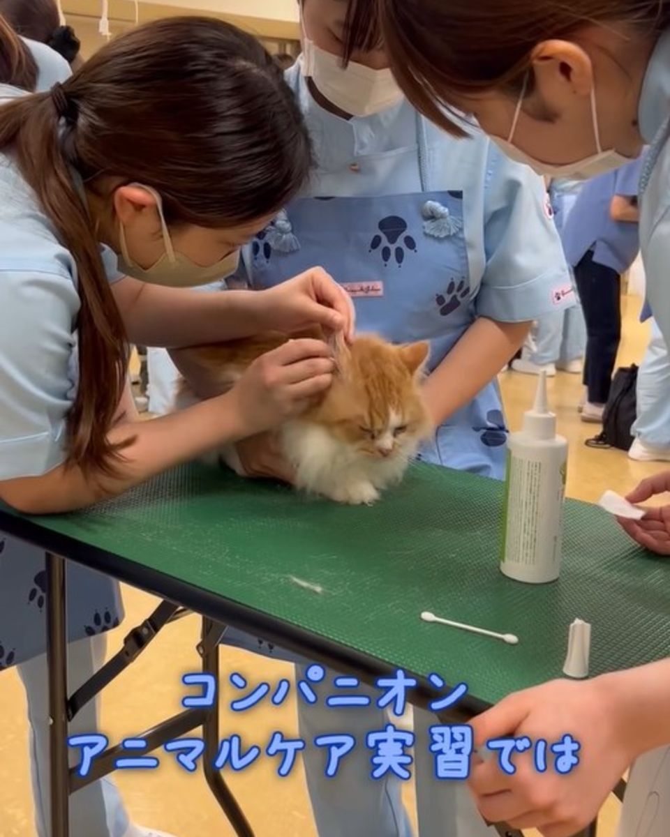 ヤマザキ動物看護専門職短期大学 | キャンパスライフ | ベスト進学ネット