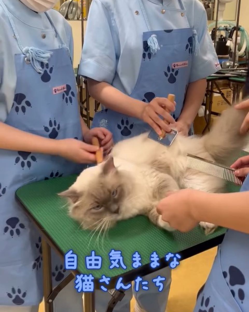 ヤマザキ動物看護専門職短期大学 | キャンパスライフ | ベスト進学ネット