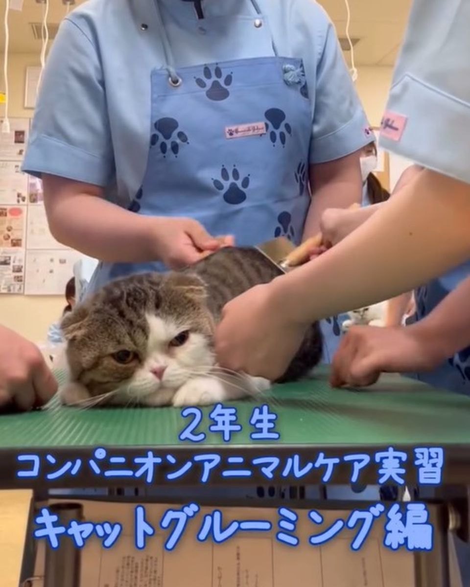 ヤマザキ動物看護専門職短期大学 | キャンパスライフ | ベスト進学ネット