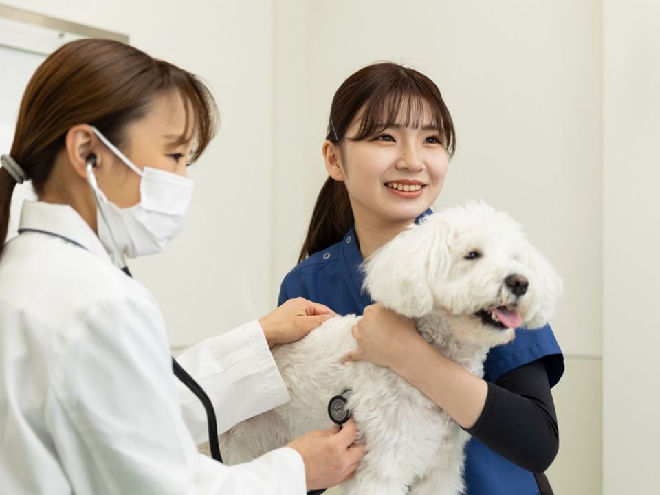 ヤマザキ動物看護専門職短期大学 | 学校案内、資料請求はコチラ