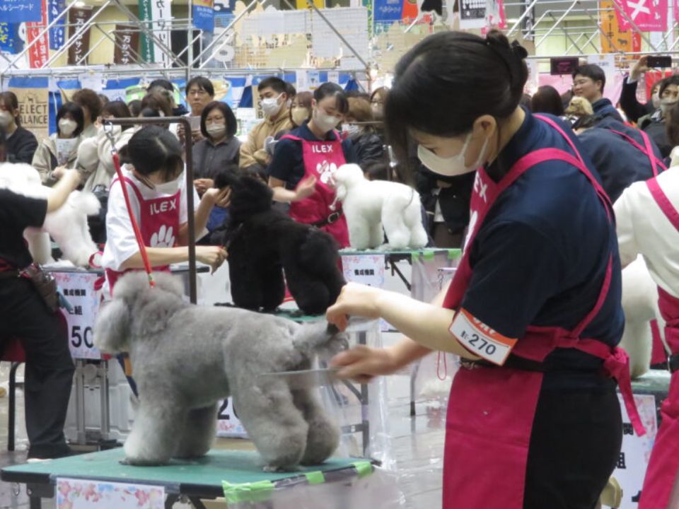 日本 ペット & アニマル 専門 安い 学校 奨学 金